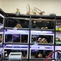 اکواریوم خلیج فارس|ماهی|زرند, |دیوار