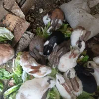 خرگوش ناز کوچولو|موش و خرگوش|سنندج, |دیوار