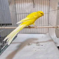 قناری رسمی بلند موزاییکی سرخ رد فاکتور|پرنده|تهران, بهارستان|دیوار