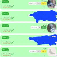 کبوتر مسابقه دهنده تا۵۰۰نشسته با پرینت|پرنده|مینودشت, |دیوار