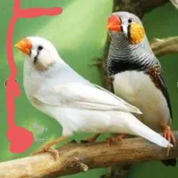 فنچ ومرغ عشق|پرنده|مسجد سلیمان, |دیوار