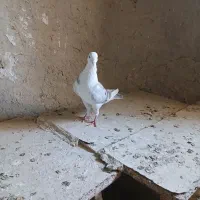 دوتاکبوترماده شازده وپشدار ویک عددنرهما|پرنده|زابل, |دیوار