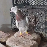 طوقی  الماسی  شازده|پرنده|شیراز, آزادگان|دیوار