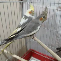 فروش عروس هلندی