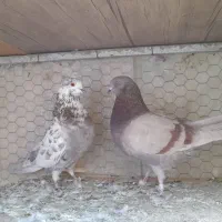 جفت کبوترپیس وقلمکاربپروبازیکن