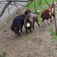 سه عدد بره شیرمست پرواری نر