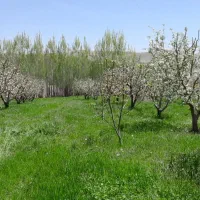 فروش باغ|فروش زمین و ملک کلنگی|شاهین دژ, |دیوار