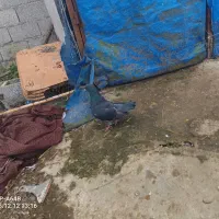 کبوتر|پرنده|شفت, |دیوار