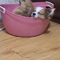 سگ پامر اشپیتز|سگ|اصفهان, ملکشهر|دیوار