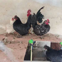 تخم نطفه دار مرغ جاپنیز|حیوانات مزرعه|قم, حاج زینل|دیوار