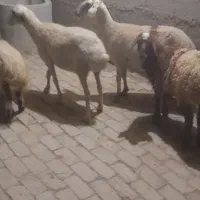 دوراس میش وبره جوان