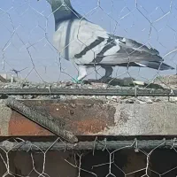 فرش طرح کفتر