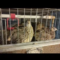 بلدرچین هر قیمتی موجود است از یک روز تا ۹۰ روزه|حیوانات مزرعه|اسالم, |دیوار