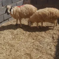 ۲تا بره یکی نر یکی ماده سبک
