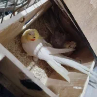 عروس هلندی جفت|پرنده|الوند, |دیوار