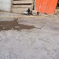 پرنده