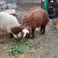 دوعددبره هردوتاش نرهستن سرحال وسالم به فروش میرسد