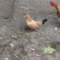 مرغ خروس مینیاتور|حیوانات مزرعه|پارسآباد, |دیوار