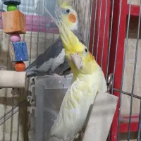 عروس هلندی جفت