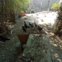 تعدادی مرغ تخم گذار و خروس