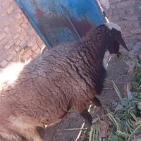 قوچ افشاری|حیوانات مزرعه|نیمبلوک, |دیوار