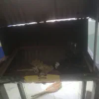 باربیکیو|کافیشاپ و رستوران|بیرجند, |دیوار