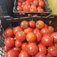 تصفیه و ابگیری گوجه ربی زیر قیمت همه جا