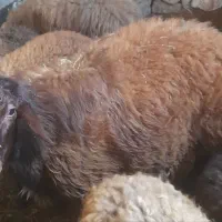 شیشک قوچ افشاری پشمی