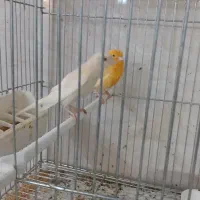 قناری نر و ماده