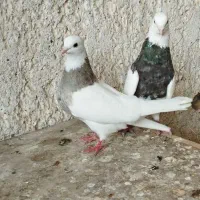 تعدادی کبوتر|پرنده|کنگاور, |دیوار