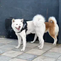 آکیتا ژاپنی رنگ سفید یکدست