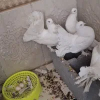 دم چتری انگلیسی گردان لرزون