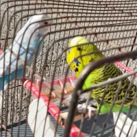 یک جفت مرغ عشق نژاد دار انگلیسی اصلی گریدA|پرنده|فردیس, داوری|دیوار