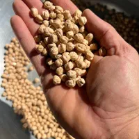 نخود گوکسو پایه بلند پاییزه