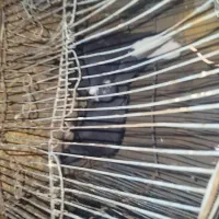 کفتر رنگی|پرنده|جغتای, |دیوار