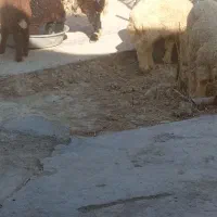 بره
