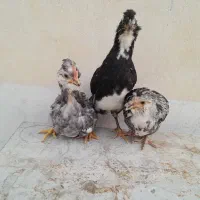 نیمچه و جوجه های گلین|حیوانات مزرعه|رامهرمز, |دیوار