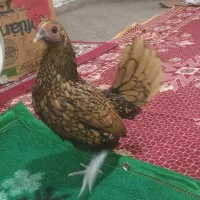 4جفت مرغ هلندی