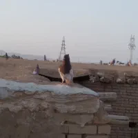 ۱۳ عدد نر پلاکی جوانه
