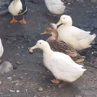 اردک ماشینی یک ساله کاملا سالم سرحال ۶عدد