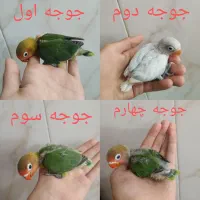 ۴جوجه سرلاکی و یک جفت طوطی برزیلی خوش رنگ