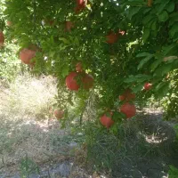 انار رباب دون قرمز|عمدهفروشی|فیروزآباد (فارس), |دیوار