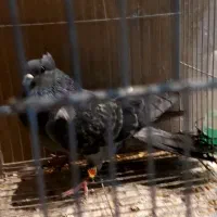 کبوتر باهمراه پابند کبوتر ناب|پرنده|نجف‌آباد, امام خمینی|دیوار