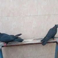 جفت زاغ