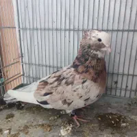 پشت هما،شازده سرور،دوکت|پرنده|قم, چهل درخت‎|دیوار