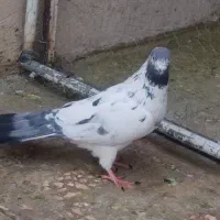 کفتر گرویی قم