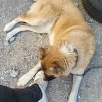 گمشده