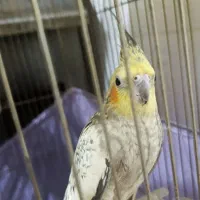 فروش عروس هلندی نر و ماده