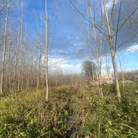 فروش زمین ۲۱۷۵۶ متر نزدیک خیابان اصلی|فروش زمین و ملک کلنگی|رشت, فخب|دیوار