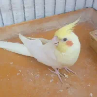 جفت عروس هلندی مولد